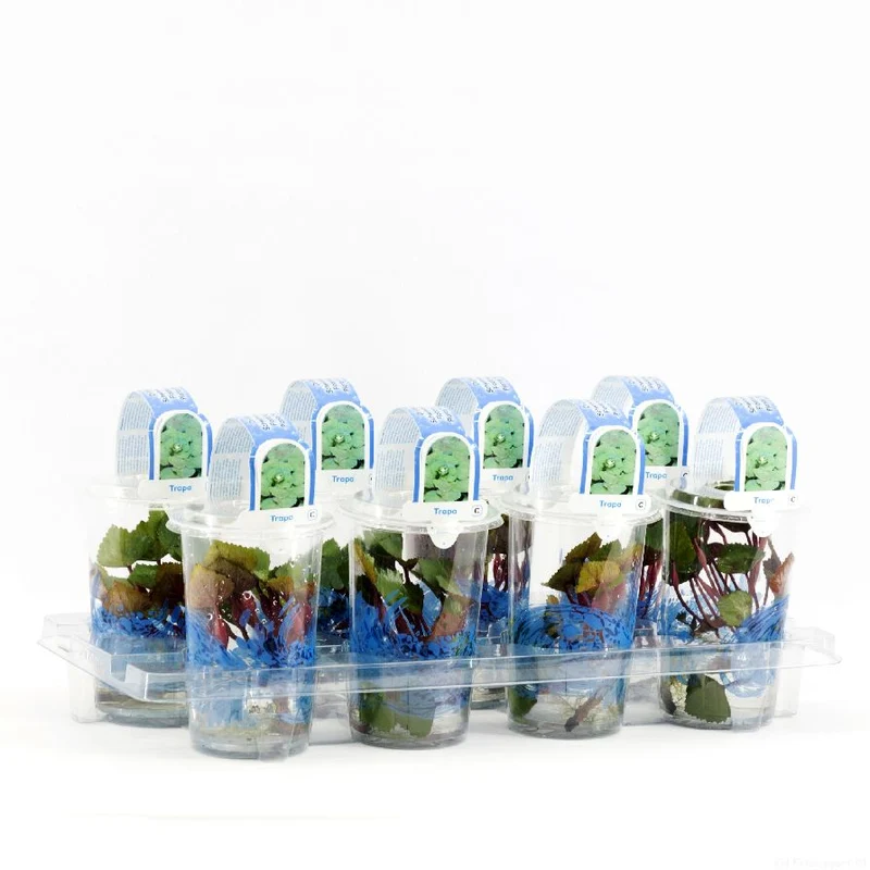 Trapa natans i plastkruka