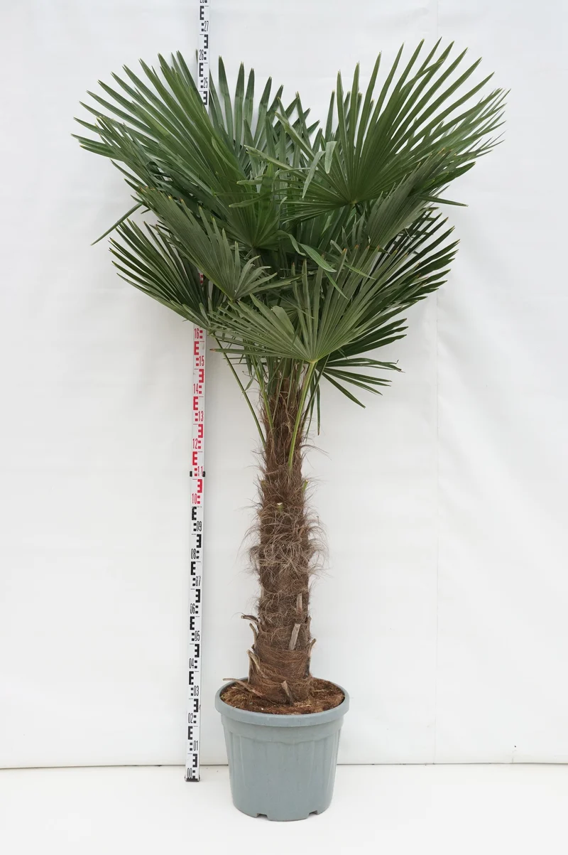 Trachycarpus fortunei 60 cm stam C45 (45 liters kruka)