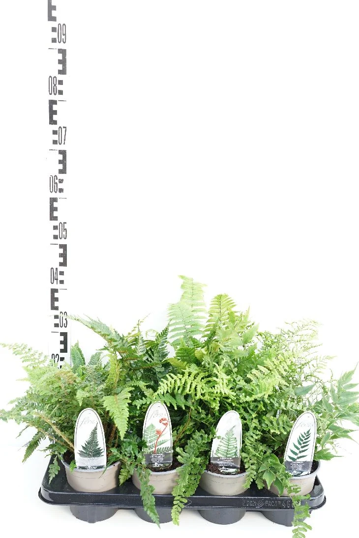 Ormbunksmix i sorter, C1 (1 liters kruka) / 13 cm kruka