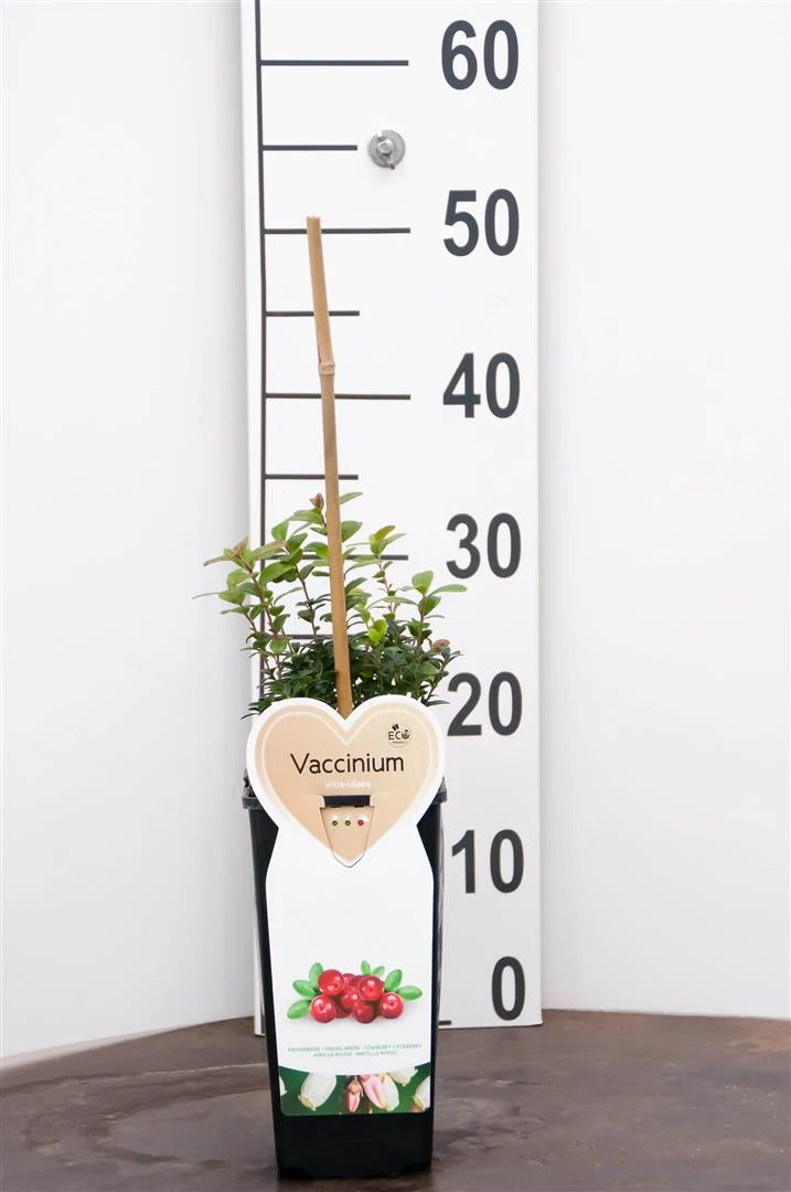 Vaccinium vitis-idaea C2 (2 liters kruka / 17 cm kruka)