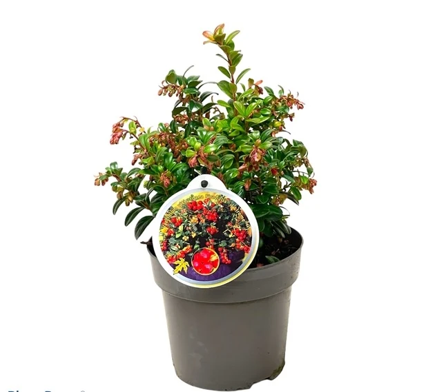 Vaccinium vitis-idaea 'Fire Balls' C1 (1 liters kruka)