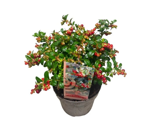 Vaccinium vitis-id. 'Fireball' C2 (2 liters kruka)