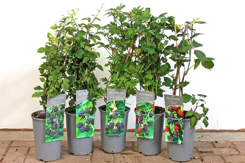 Rubus frut. i sorter C3 (3 liters kruka) / 19 cm kruka 40-50 cm