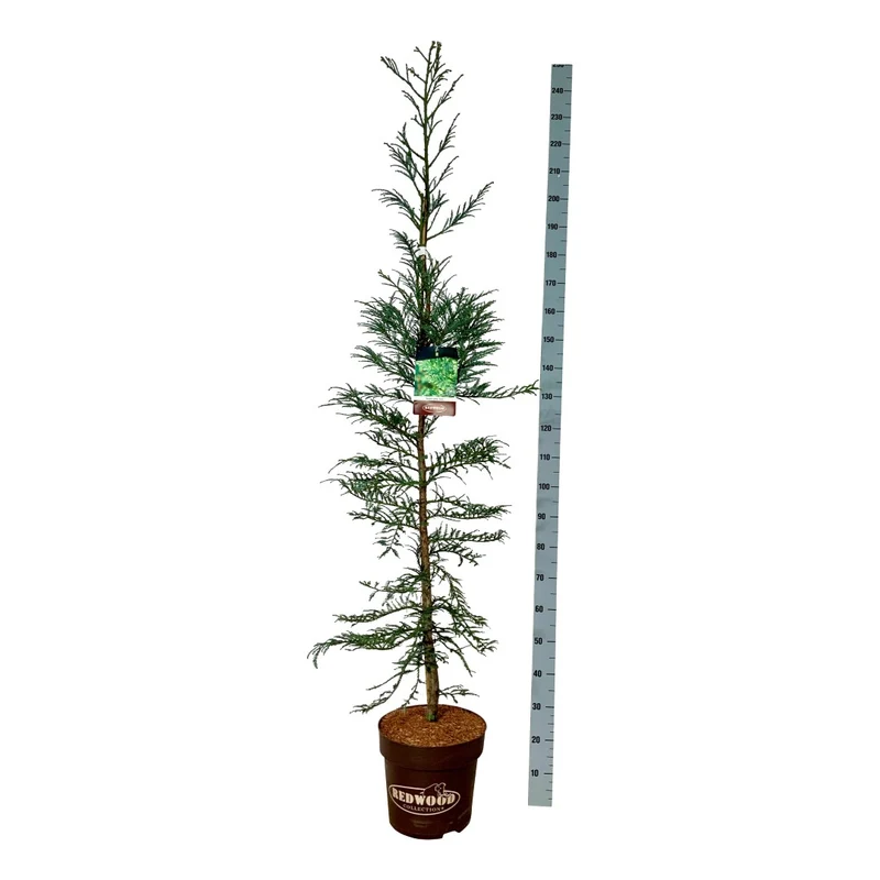 Sequoia sempervirens 'Xeno' C15 (15 liters kruka) 175-200 cm
