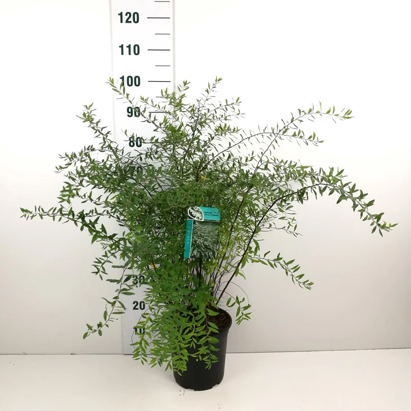 Spiraea cinerea 'Grefsheim' C7 (7 liters kruka) 60-80 cm