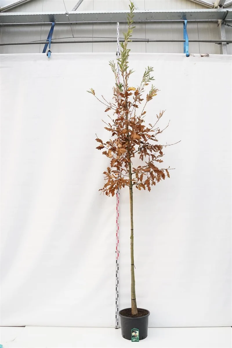Quercus cerris 12-14 cm stam, C50 (50 liters kruka)