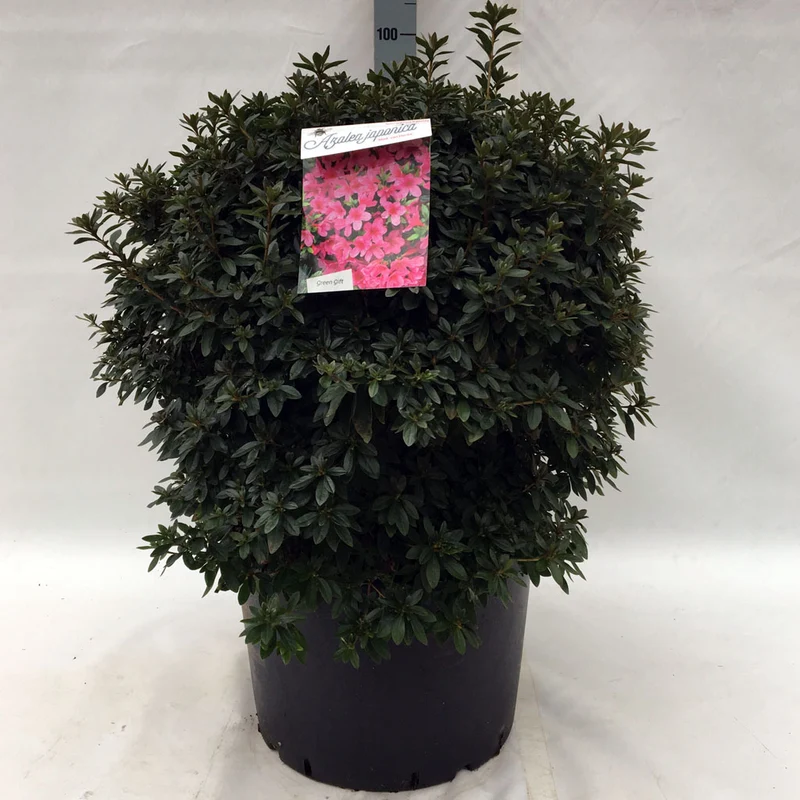 Rhododendron (AJ) 'Mad. van Hecke' C2 (2 liters kruka) 20–25 cm