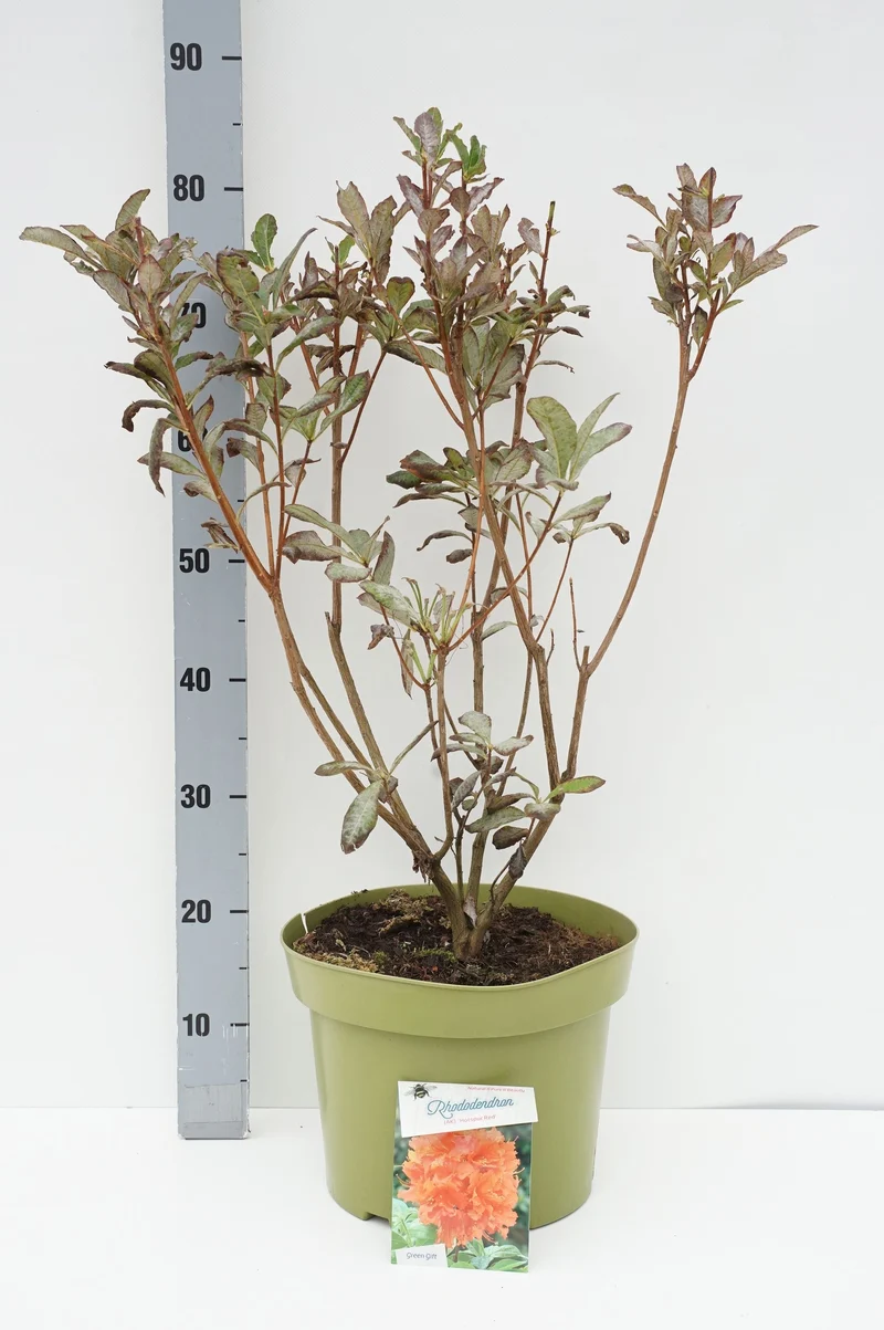 Rhododendron (AK) 'Hotspur Red' C10 (10 liters kruka) 50-60 cm