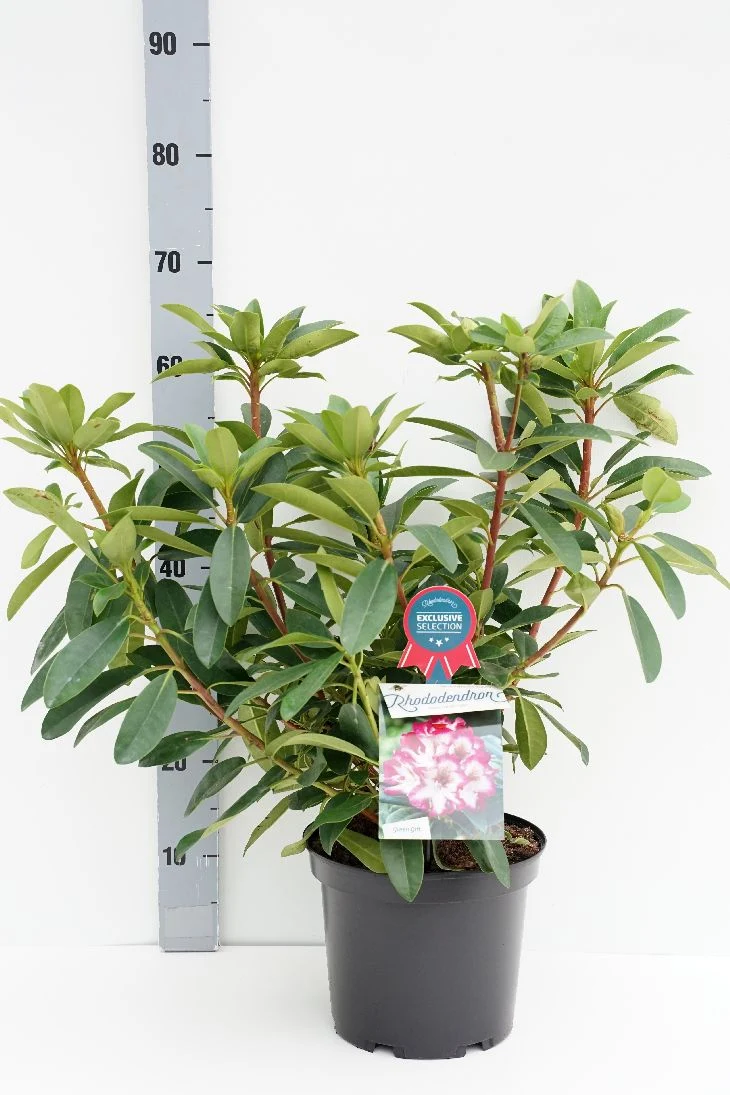 Rhododendron 'Hans Hachmann' C5 (5 liters kruka) 30-40 cm