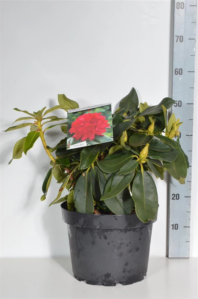 Rhododendron 'Markeeta's Prize' C20 (20 liters kruka) 60-80 cm