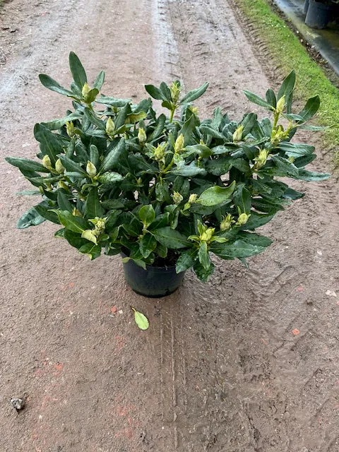 Rhododendron 'Nova Zembla' C12 (12 liters kruka) 60-80 cm