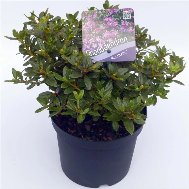 Rhododendron 'Moerheim' C2 (2 liters kruka) 20-25 cm