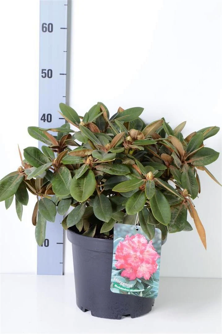 Rhododendron (Y) 'Morgenrot' C5 (5 liters kruka) 25-30 cm