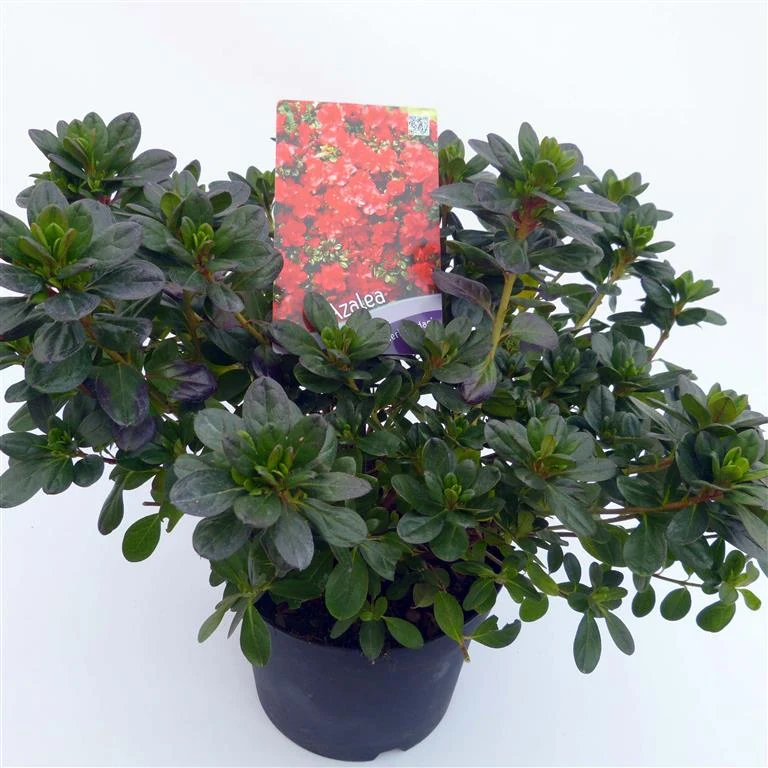 Rhododendron (AJ) 'Moederkensdag' C3 (3 liters kruka) / 19 cm kruka 30-35 cm