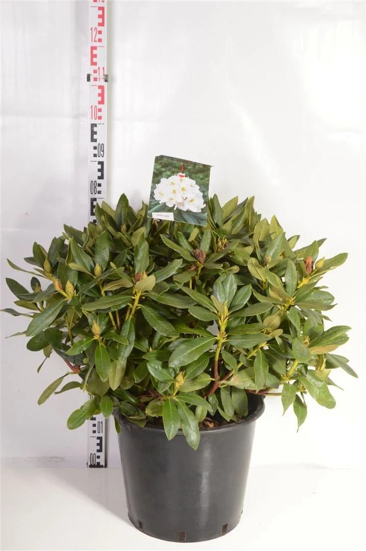 Rhododendron 'Marcel Menard' C30 (30 liters kruka) 70-80 cm