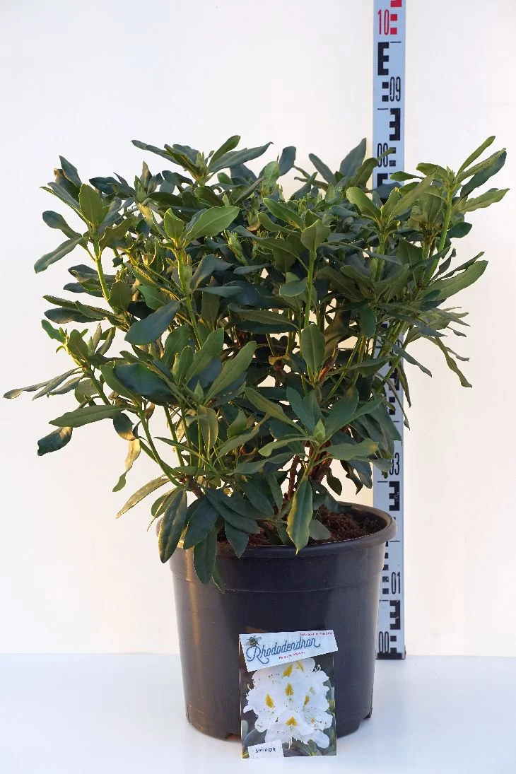 Rhododendron 'Madame Masson' C20 (20 liters kruka) 60-80 cm