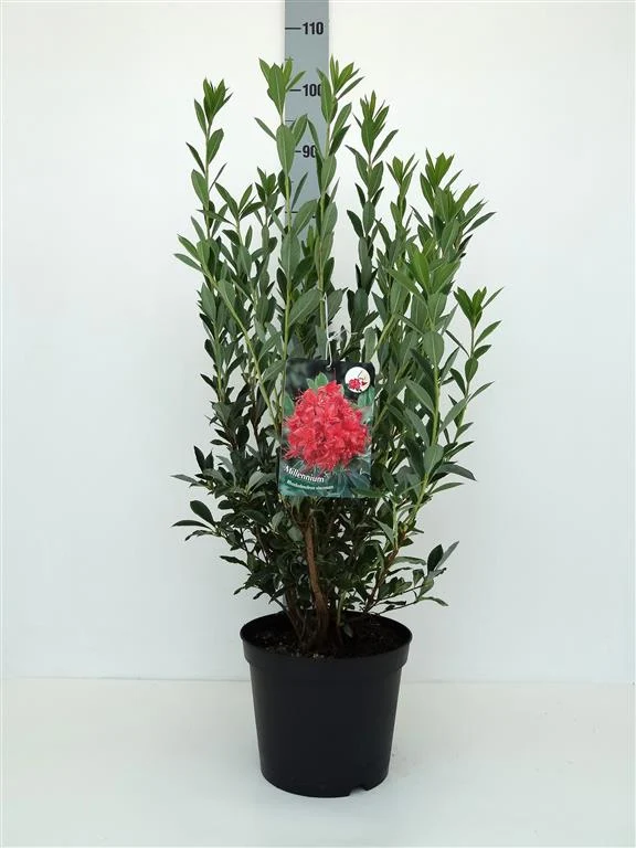 Rhododendron 'Millenium' C5 (5 liters kruka) 30-40 cm