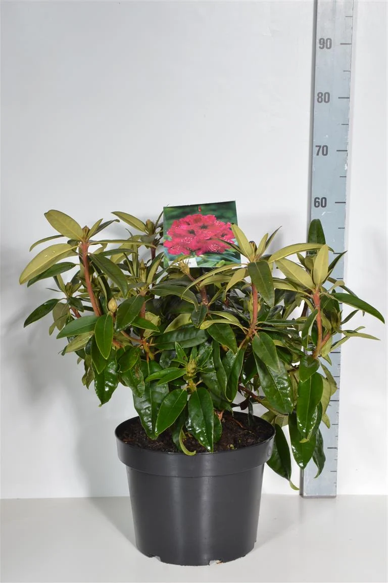 Rhododendron 'Marie Forte' C5 (5 liters kruka) 30-40 cm
