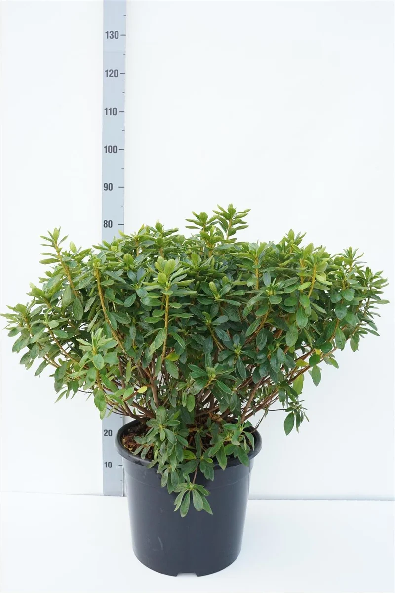 Rhododendron (AJ) 'Luzi' C20 (20 liters kruka) 50-60 cm