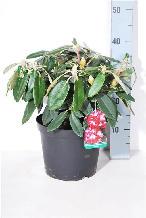 Rhododendron (Y) 'Marlis' C5 (5 liters kruka) 30-40 cm