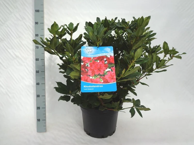 Rhododendron 'Lord Roberts' 80-100 cm C240 (240 liters kruka) solitär