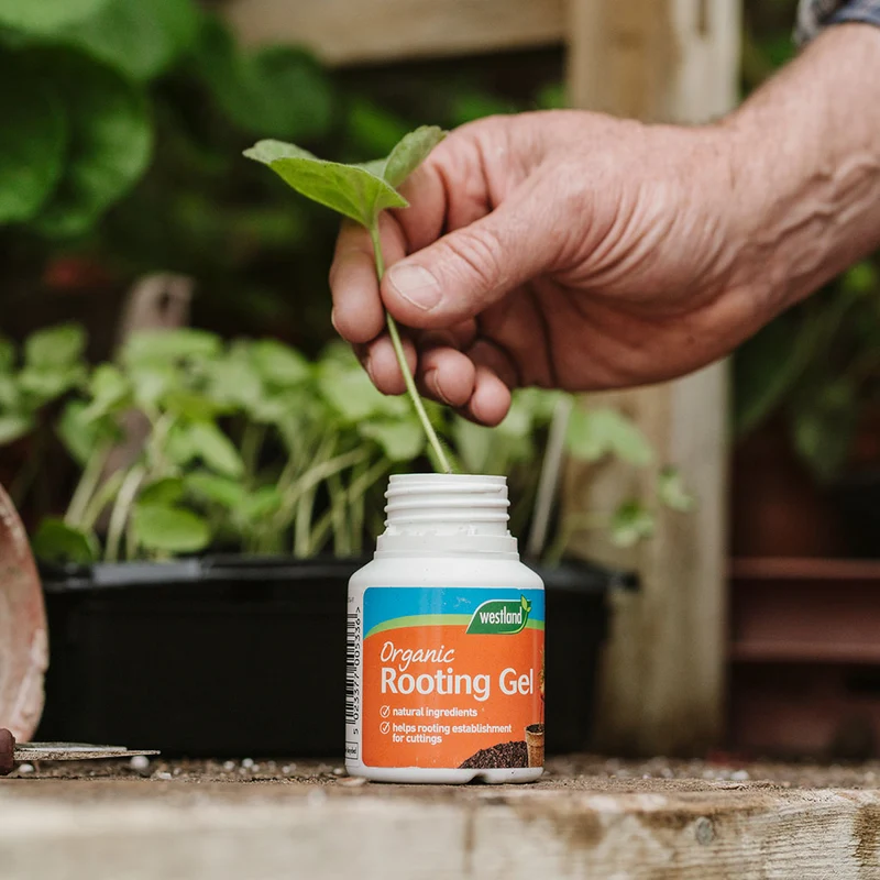 Westland 'Rooting Gel' 150g