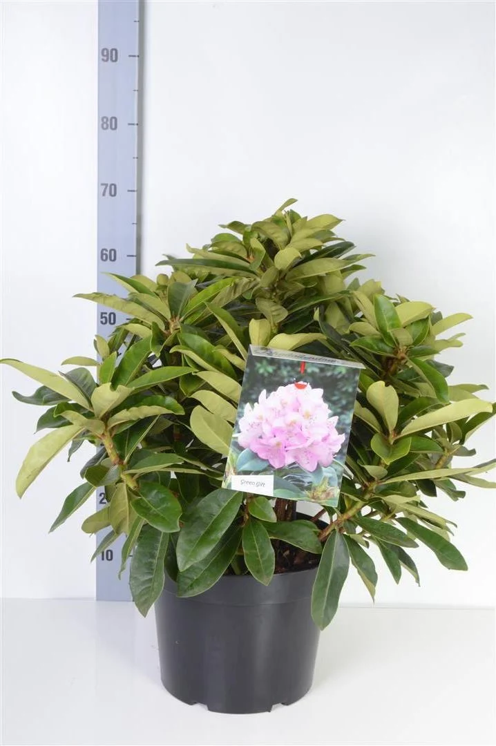 Rhododendron 'Gomer Waterer' C20 (20 liters kruka) 60-80 cm