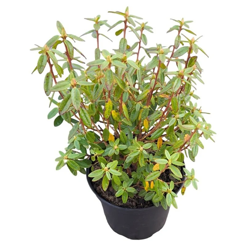 Rhododendron 'Gristede' C3 (3 liters kruka) 25-30 cm
