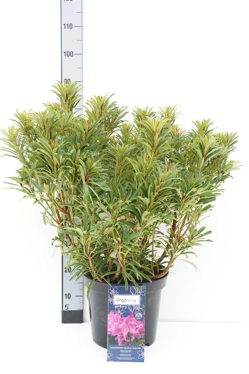 Rhododendron 'Grazeasy'® 35+ cm C5 (5 liters kruka)