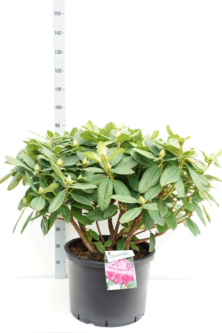 Rhododendron 'Germania' C40 (40 liters kruka) 70-80 cm