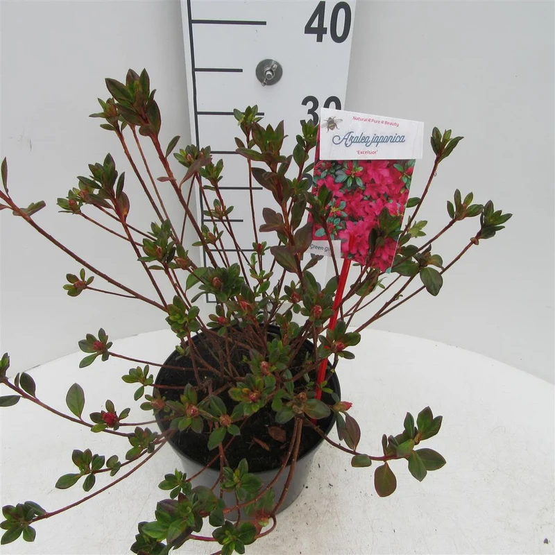Rhododendron (AJ) 'Excelsior' C40 (40 liters kruka) 70-80 cm