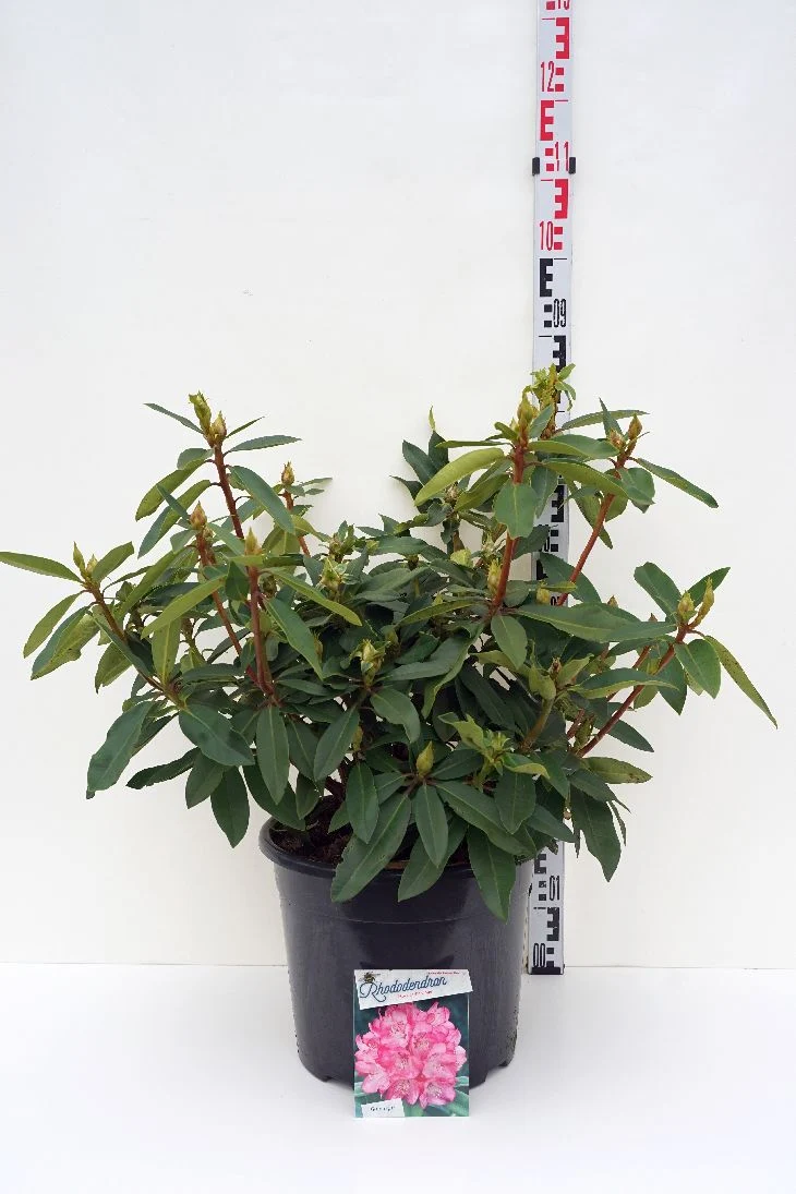 Rhododendron 'Etoile de Sleidinge' C20 (20 liters kruka) 60-80 cm