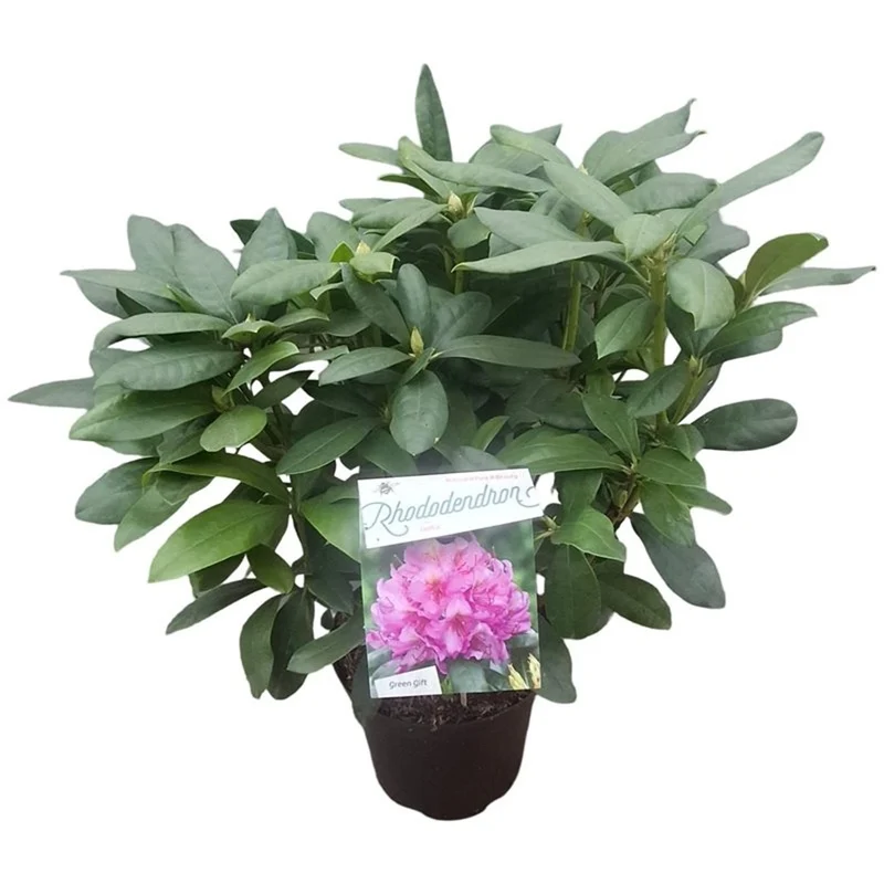 Rhododendron 'Delta' C10 (10 liters kruka) 50-60 cm