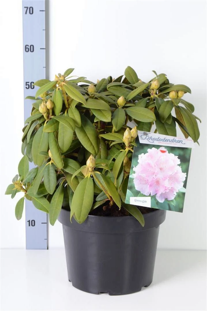 Rhododendron (Y) 'Doc' C10 (10 liters kruka) 40+ cm