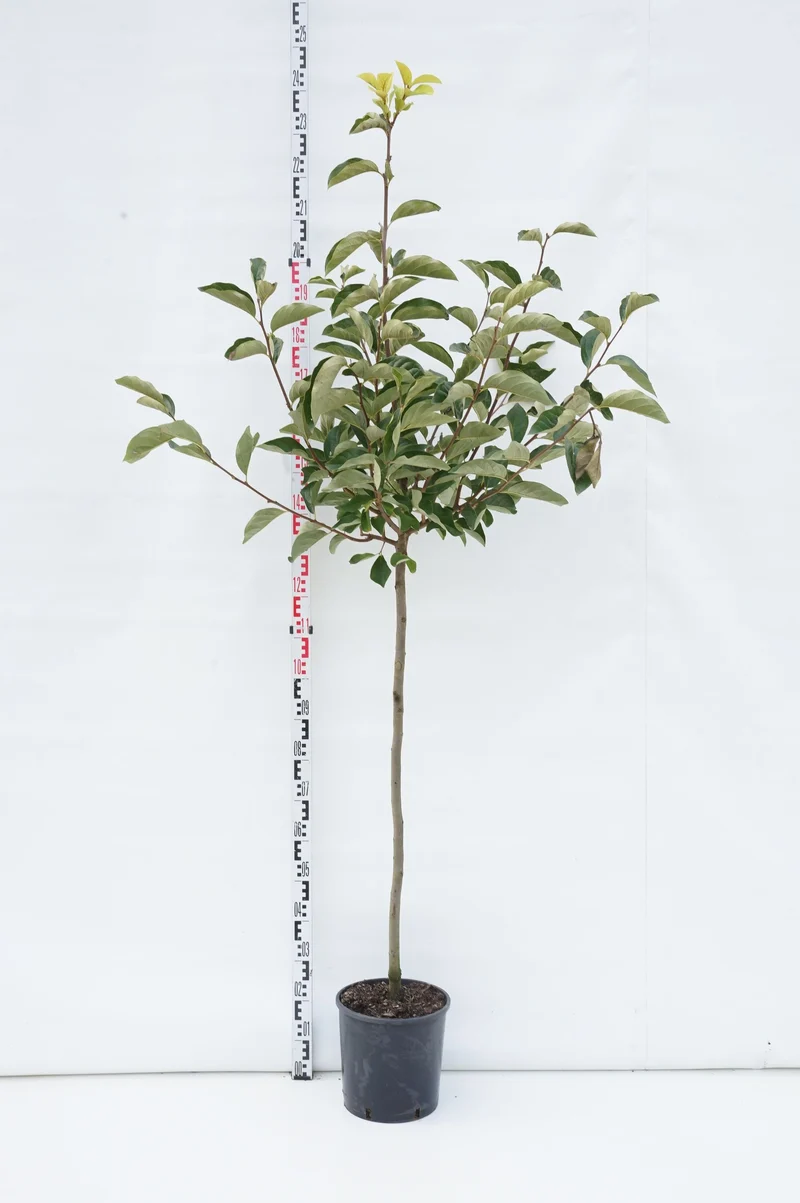 Rhododendron 'Cunningham's White' C10 (10 liters kruka) 50-60 cm