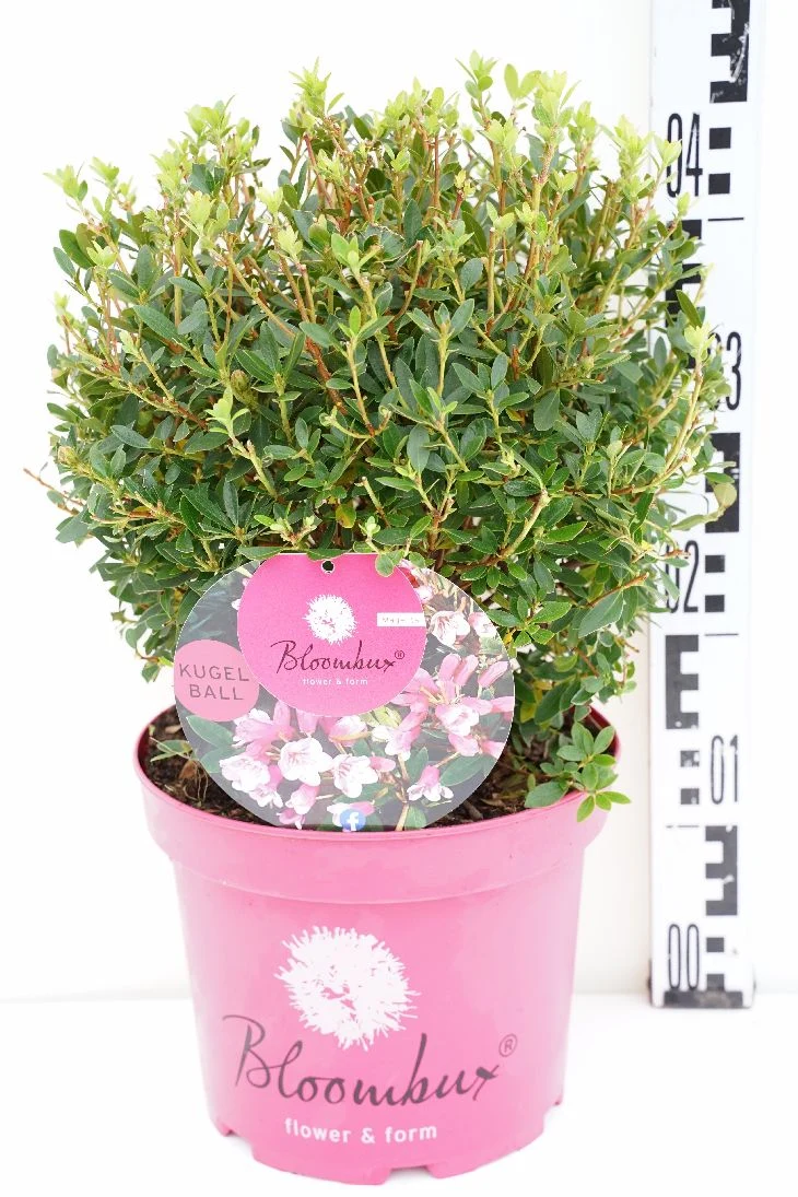 Rhododendron 'Bloombux Magenta'® Klot 25-30 cm C5 (5 liters kruka)