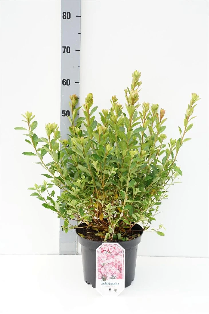 Rhododendron (AJ) 'Blaauw's Pink' C5 (5 liters kruka) 25-30 cm
