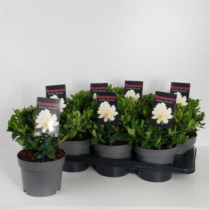 Rhododendron 'Golden Wonder' C2 (2 liters kruka) 20-25 cm