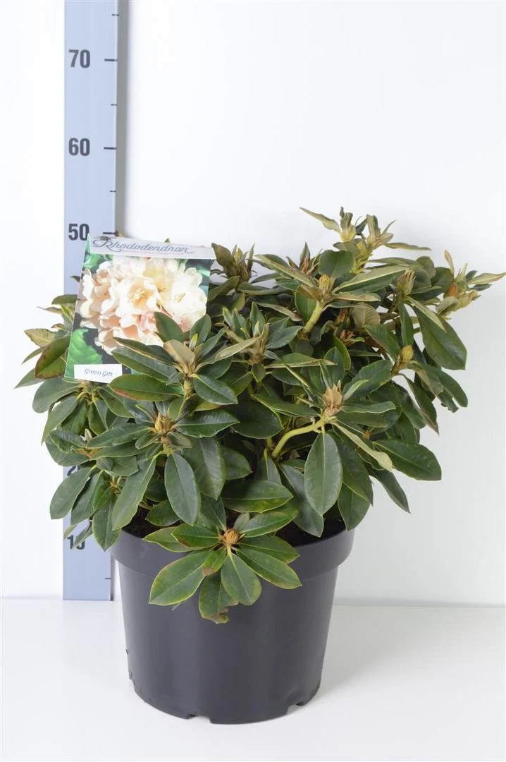 Rhododendron (Y) 'Golden Torch' C10 (10 liters kruka) 30-40 cm