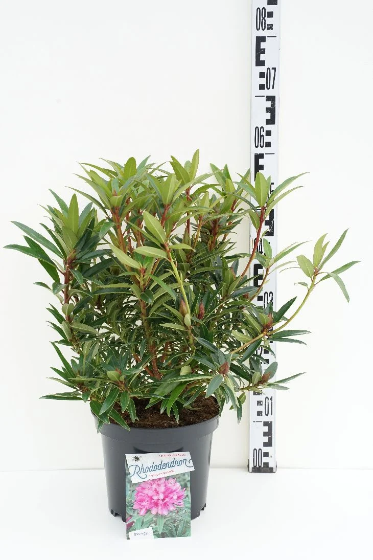 Rhododendron (AP) 'Graziella' C5 (5 liters kruka) 30-40 cm