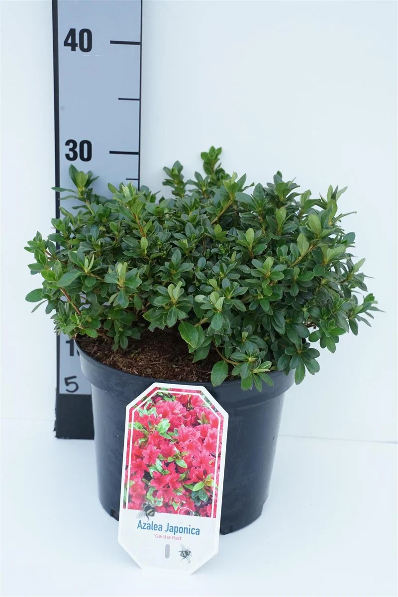 Rhododendron (AJ) 'Geisha Red' C5 (5 liters kruka) 25-30 cm