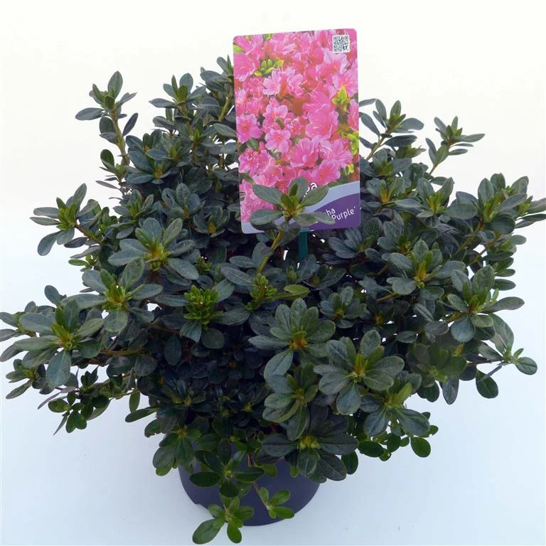 Rhododendron (AJ) 'Geisha Purple' C3 (3 liters kruka) 30-35 cm