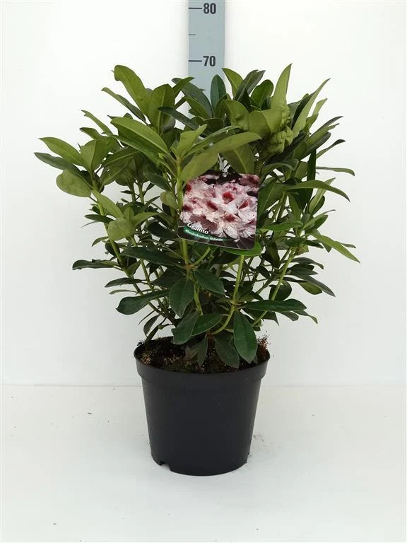 Rhododendron 'Graffito' C5 (5 liters kruka) 30-40 cm