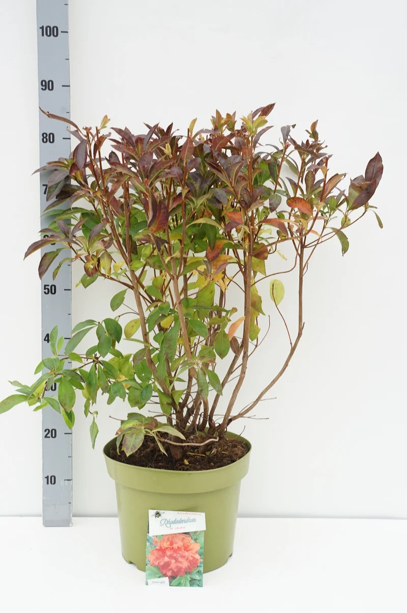 Rhododendron (AK) 'Gibraltar' C10 (10 liters kruka) 40-50 cm