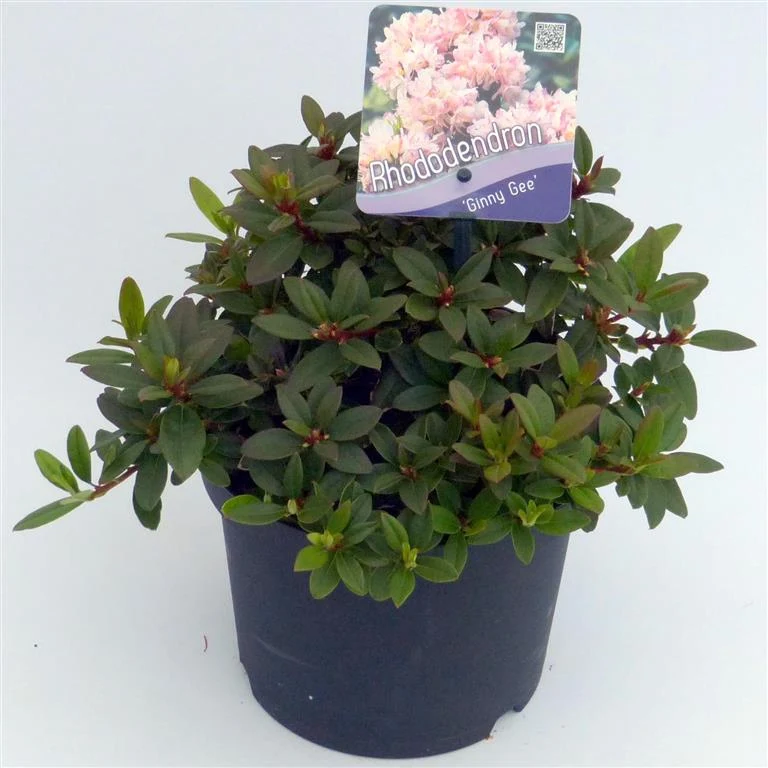 Rhododendron 'Ginny Gee' C2 (2 liters kruka) 20-25 cm