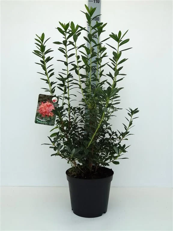 Rhododendron 'Framingham' C5 (5 liters kruka) 40-50 cm