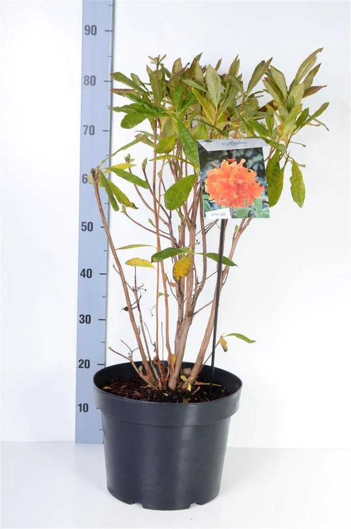 Rhododendron (AK) 'Golden Eagle' C10 (10 liters kruka) 40-50 cm