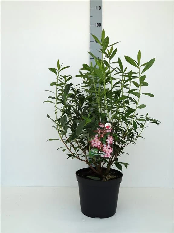 Rhododendron lut. 'Pink and Sweet' 40-50 cm C5 (5 liters kruka)