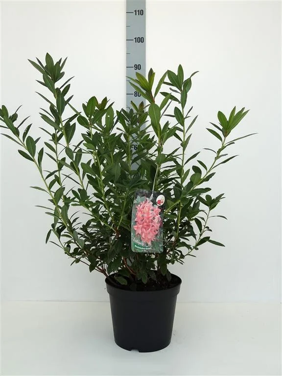 Rhododendron 'Lollipop' C5 (5 liters kruka) 30-40 cm