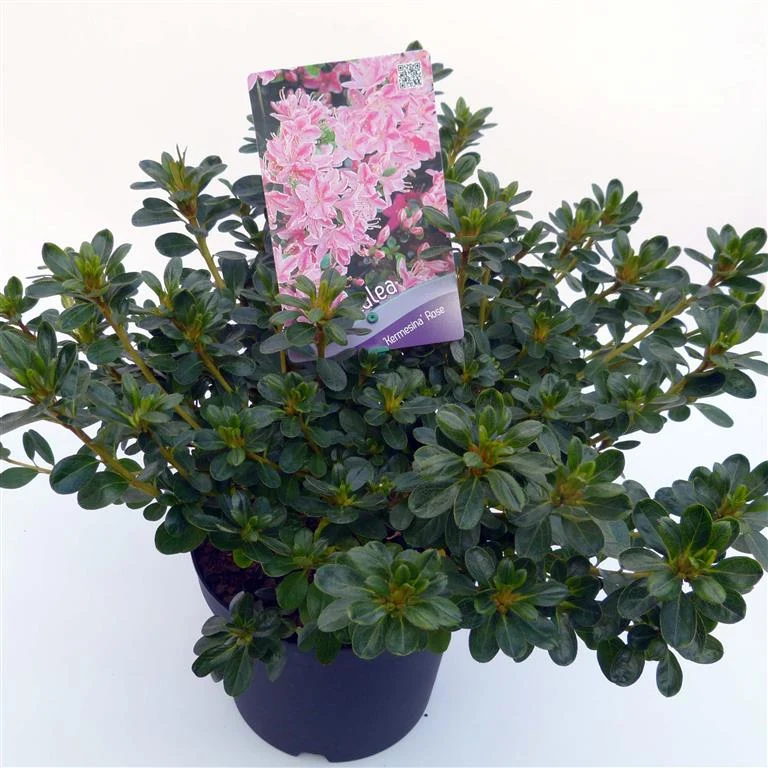 Rhododendron (AJ) 'Kermesina Rose' C2 (2 liters kruka) 15-20 cm